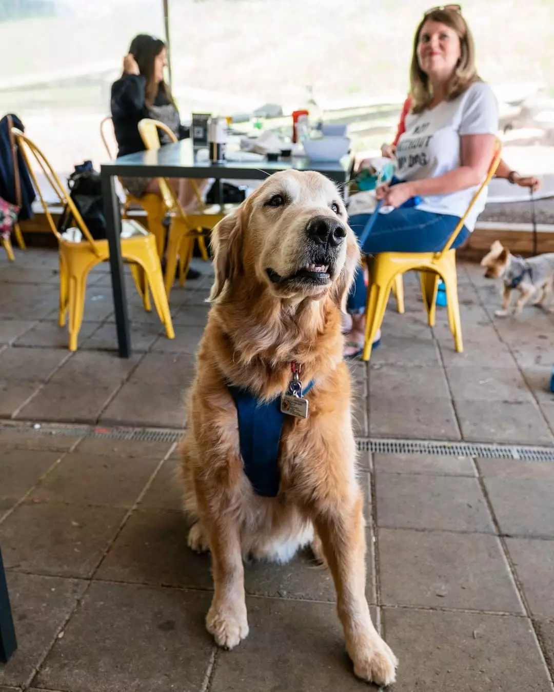 Well-behaved pups are welcome to join their humans at Three Notch'd Brewery