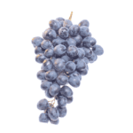 cluster of wine grapes