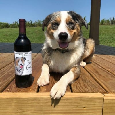 A dog with a wine bottle