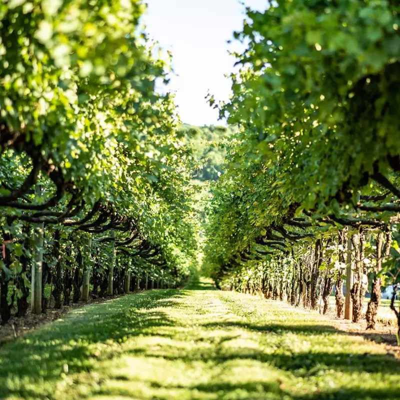 Horton Vineyards among the vines